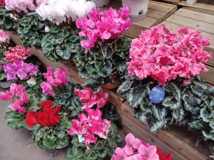 20221218_150959 (002).jpg